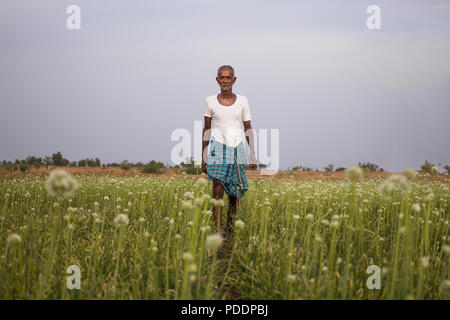 Indische Bauern steht in der Mitte der Zwiebel. Ländlichen indischen Lebens, Senior Bauer in traditioneller Kleidung. Stockfoto