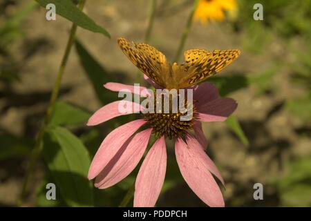 Great Spangled Fritillary Schmetterling Besuch einer Kegel Blume Stockfoto