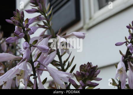 Hunny Bienen Nektar erhalten Stockfoto