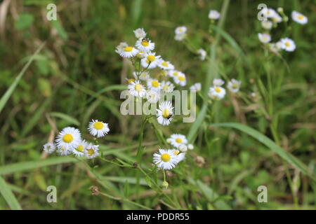 Hunny Biene sitzt auf einem Cluster von Blumen Stockfoto