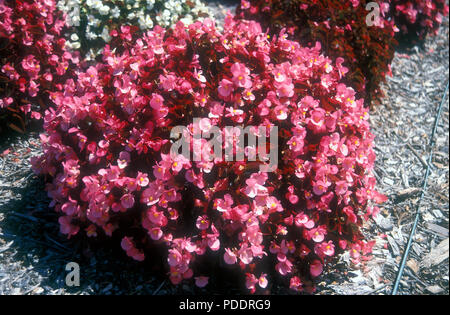 Rosa Begonia semperflorens Blumen wachsen im Garten BETT MIT RINDE CHIPPING. Stockfoto