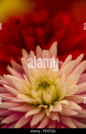 Rosa Dahlia Blumen in voller Blüte, einen gelben Farbton der Blütenblätter. Halb cactus Dahlien Stockfoto