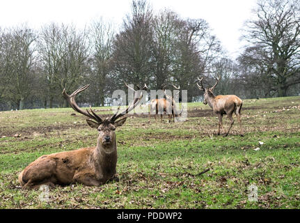 Red deer Hirsch, Cervus elaphus, sitzend und mit Blick auf die Kamera mit anderen Reh im Hintergrund Stockfoto