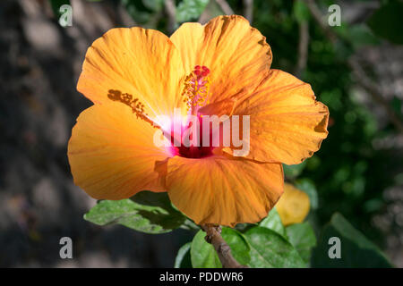 Die Blume eines Hibiskus, Hibiscus rosa-sinensis, zeigt die große orange Blüten und sehr großen zentralen Stiel, enthält die Schande und die Antheren Stockfoto