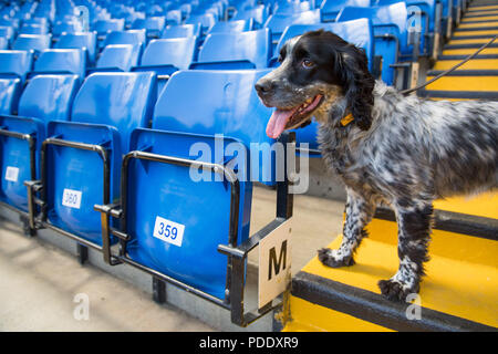 Embargo auf 0001 Freitag, 10. August Sniffer Hund Charlie prüft die steht bei Chelseas Stamford Bridge Stadion in London während einer Demonstration von der Polizei gegen den Terror Netzwerk vor dem Start der Premier League Saison. Polizei drängt Fußball-Fans, um Ihnen zu helfen, den Terrorismus bekämpfen, indem die Berichterstattung über etwaige Sicherheitsbedenken bei Spielen. Stockfoto