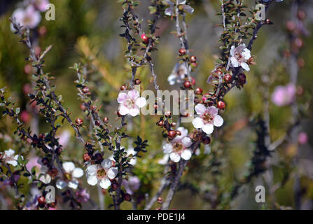 Rosa und weissen Blüten und Knospen der Peach Blossom Tea Tree Leptospermum squarrosum, Familie Myrtaceae, in Heide, Royal National Park Stockfoto