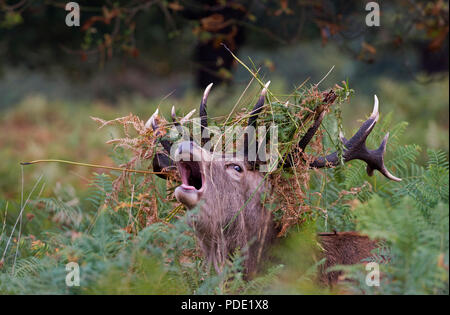 Red Deer Stag Richmond Park GROSSBRITANNIEN Stockfoto