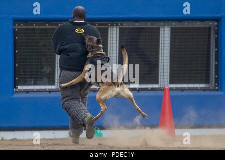 Us Navy Military Working Dog Ttibor, Kommandant der Flotte Aktivitäten Yokosuka, Ueberfaellt ein Köder während des 2018 United States Forces Japan Top Dog Wettbewerb Mai 17, 2018, Yokota Air Base, Japan. Der lockvogel ist ein MWD-Handler, trägt eine persönliche Schutzkleidung, die der Hund unterwerfen, ein Verdächtiger in der richtigen Weise zu üben. Während des gesamten Wettbewerbs MWD und K-9 Handler von der Luftwaffe, Marine, Militär, Japan Air Verteidigung-kraft, Tokyo Metropolitan Police Department und Tokio Zoll würde als Lockvogel drehen, setzen ihre Fähigkeiten zu konkurrieren. Stockfoto