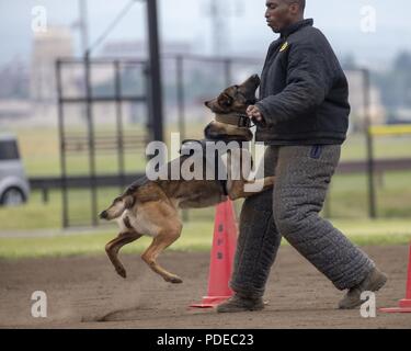 Us Navy Military Working Dog Ttibor, Kommandant der Flotte Aktivitäten Yokosuka, Ueberfaellt ein Köder während 2018 United States Forces Japan Top Dog Konkurrenz an Yokota Air Base, Japan, 17. Mai 2018. Der lockvogel ist ein MWD-Handler, trägt eine persönliche Schutzkleidung, die der Hund unterwerfen, ein Verdächtiger in der richtigen Weise zu üben. Stockfoto