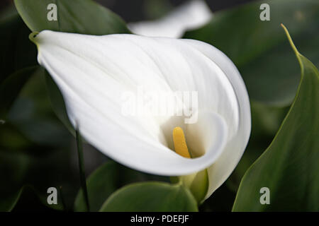Auch eine arum Lily als calla Lilie bekannt. Stockfoto