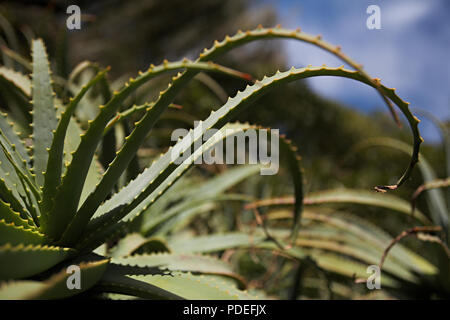 Große Aloe Vera Pflanze Stockfoto