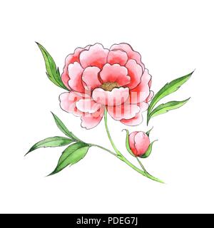 Schöne Blume, rot Pfingstrose. Hand line Art Skizze gezeichnet. Stockfoto