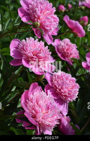 Viele rosa Pfingstrosen Stockfoto