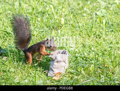 Neugierig Eichhörnchen stehlen Essen aus Canvas Tasche in Park Stockfoto