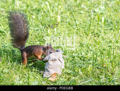 Kleine rote Park Eichhörnchen steht im grünen Gras und Sucht nach Essen im Sack Stockfoto