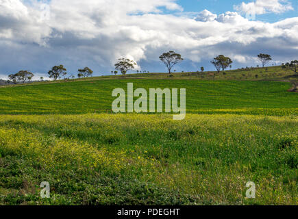 Paddock, in der Nähe von York, Western Australia Stockfoto