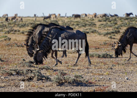 Grasende Gnus in Etosha Stockfoto