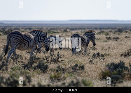 Lassen Sie uns diesen Weg gehen, Zebras wandern in einer diagonalen Linie Stockfoto