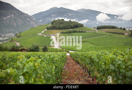 Landschaft mit Weinbergen, in der die Schweizer Grafschaft Wallis oder Wallis Stockfoto