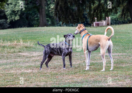 Stand Off mit zwei Hunden, Abington Park, Northampton, Großbritannien. Stockfoto