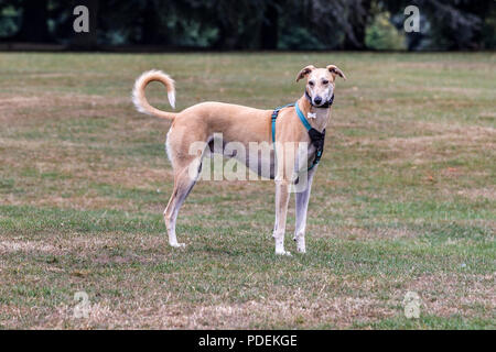 Ex racing Grau Hund als Haustier hielt vor der Kamera in Abington Park, Northampton, UK. Stockfoto