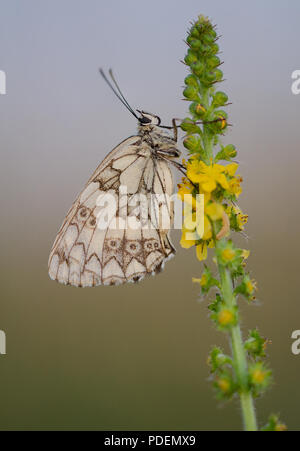 Schlafplatz marmorierte weißer Schmetterling Stockfoto