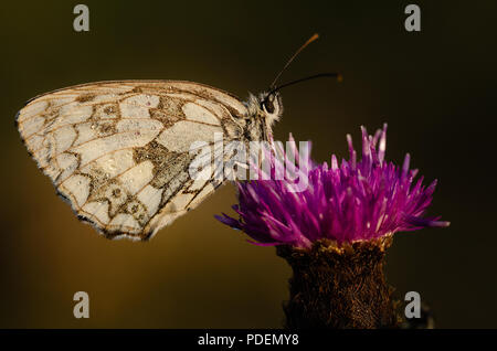 Schlafplatz marmorierte weißer Schmetterling Stockfoto