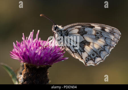 Schlafplatz marmorierte weißer Schmetterling Stockfoto