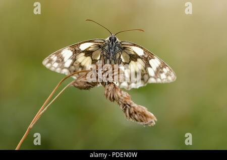 Schlafplatz marmorierte weißer Schmetterling Stockfoto