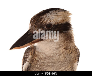 Porträt einer Kookaburra in einem Studio Stockfoto