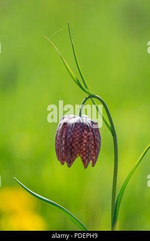 Snakeshead Fritillary: Fritillaria meleagris. Beech Hill, Bucks. Großbritannien Stockfoto