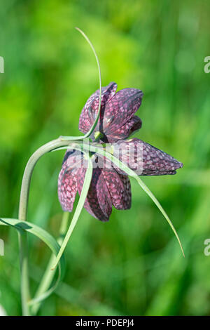 Snakeshead Fritillary: Fritillaria meleagris. Beech Hill, Bucks. UK. Seltene triple Blume. Stockfoto