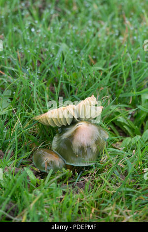 Papagei: Waxcap Hygrocybe psittacina. Sussex, UK. Stockfoto