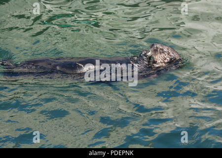 Sea Otter: Enhydra lutris. Aquarium, Vancouver, Kanada Stockfoto