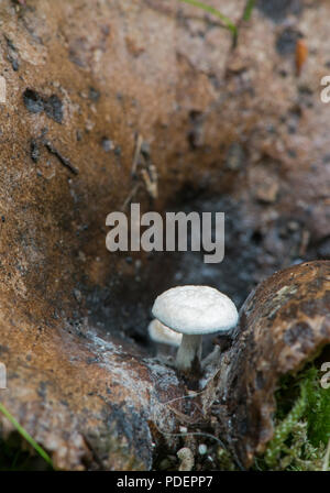 Seidig Piggyback Pilz: Asterophora parasitica. Sussex, UK. Parasitäre auf verfallende Psathyrella sp. Stockfoto