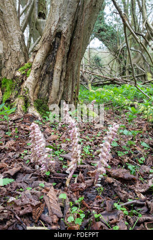 Toothwort: Lathraea squamaria. Parasitäre auf Hazel Baumwurzeln. Surrey, Großbritannien. April Stockfoto