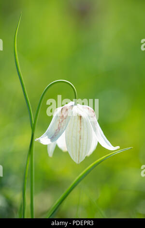 Snakeshead Fritillary: Fritillaria meleagris. Beech Hill, Bucks. UK natürlich vorkommende weiße Vielzahl Stockfoto