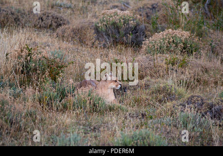 Erwachsene Frau patagonischen Puma in Gras, wie sie Uhren nach Beute. Stockfoto