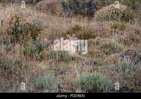 Erwachsene Frau patagonischen Puma ruht am Hang mit Ihren Augen geschlossen, Torres del Paine Nationalpark, Chile Stockfoto