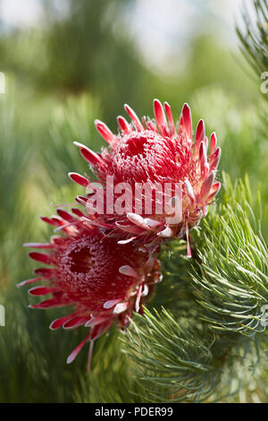 Zwei rote Protea Blumen wachsen in einem botanischen Gärten in Wales mit einem unscharf Hintergrund Stockfoto