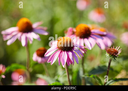 Schöne rosa Gänseblümchen mit Orange Centers in einer Wiese wie Raum von grünem Gras im Sommer sonnigen und warmen Tag wächst Stockfoto