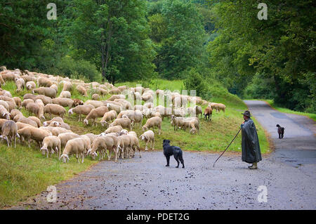 OBERPFALZ, Bayern, Deutschland - Juli 6, 2009: ein Hirt und seine beiden Hunde ihre Herde auf einem grasbewachsenen Hügel an einem regnerischen Tag Verstand, in einer pastoralen horizontal Stockfoto