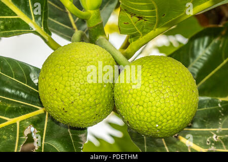 Brotfrucht (Artocarpus altilis) auf einem Baum in einem polynesischen Insel Oahu, Hawaii. Den Geschmack von gekochten Früchten ist vergleichbar mit frisch gebackenem Brot. Stockfoto