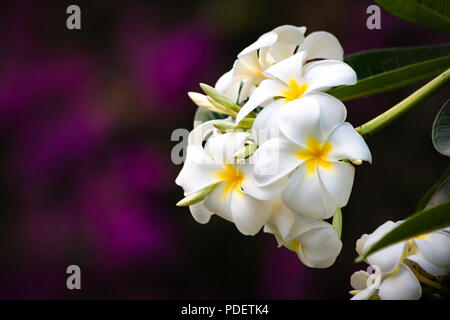 Helle oder weiße plumeria Frangipani Blüten am Baum Stockfoto