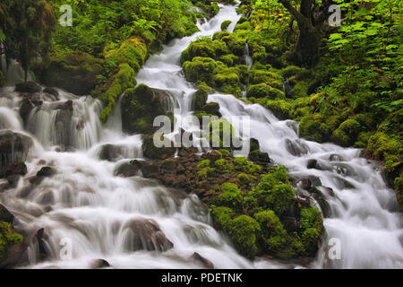 Wahkeena Creek hetzt durch die üppige Vegetation im Frühjahr des Oregon Columbia River Gorge National Scenic Area. Stockfoto