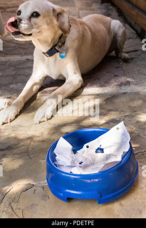 'Dog ass meine Hausaufgaben' Entschuldigung, USA Stockfoto