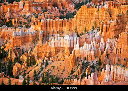 Die hoch aufragenden hoodoos Glühen am bürgerlichen Dämmerung vom Sunset Point in Utah Bryce Canyon National Park. Stockfoto