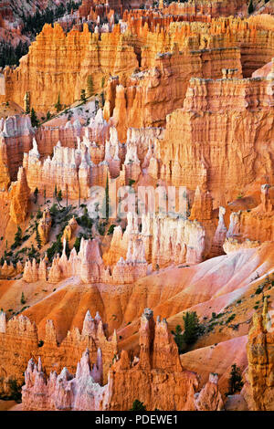 Die hoch aufragenden hoodoos Glühen am bürgerlichen Dämmerung vom Sunset Point in Utah Bryce Canyon National Park. Stockfoto