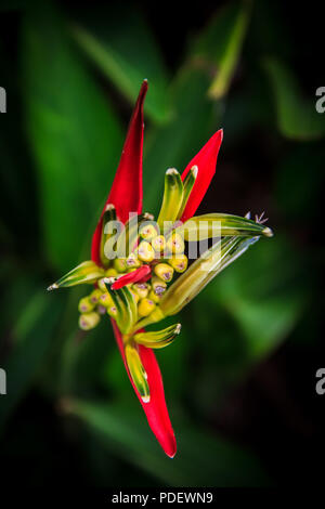 Nahaufnahme von einem roten Sittich Blume (Heliconia Psittacorum Andromeda) Stockfoto