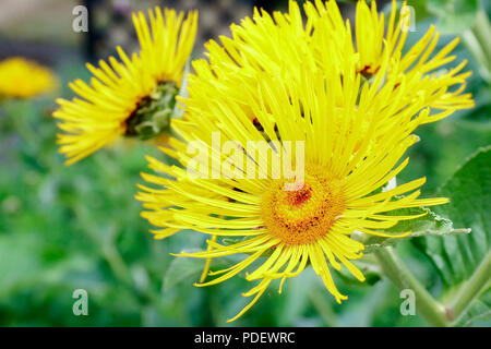 Leuchtend gelbe Blüten von Elecampane (inula Helenium), eine Heilpflanze für die Behandlung von Husten und Lungenerkrankungen verwendet Stockfoto